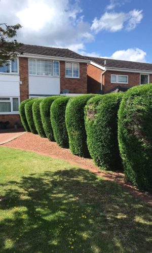 Hedge Cutting After